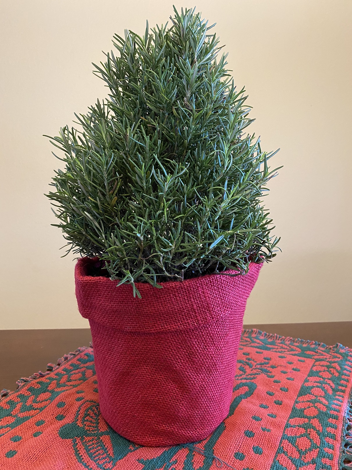 potted Rosemary plant