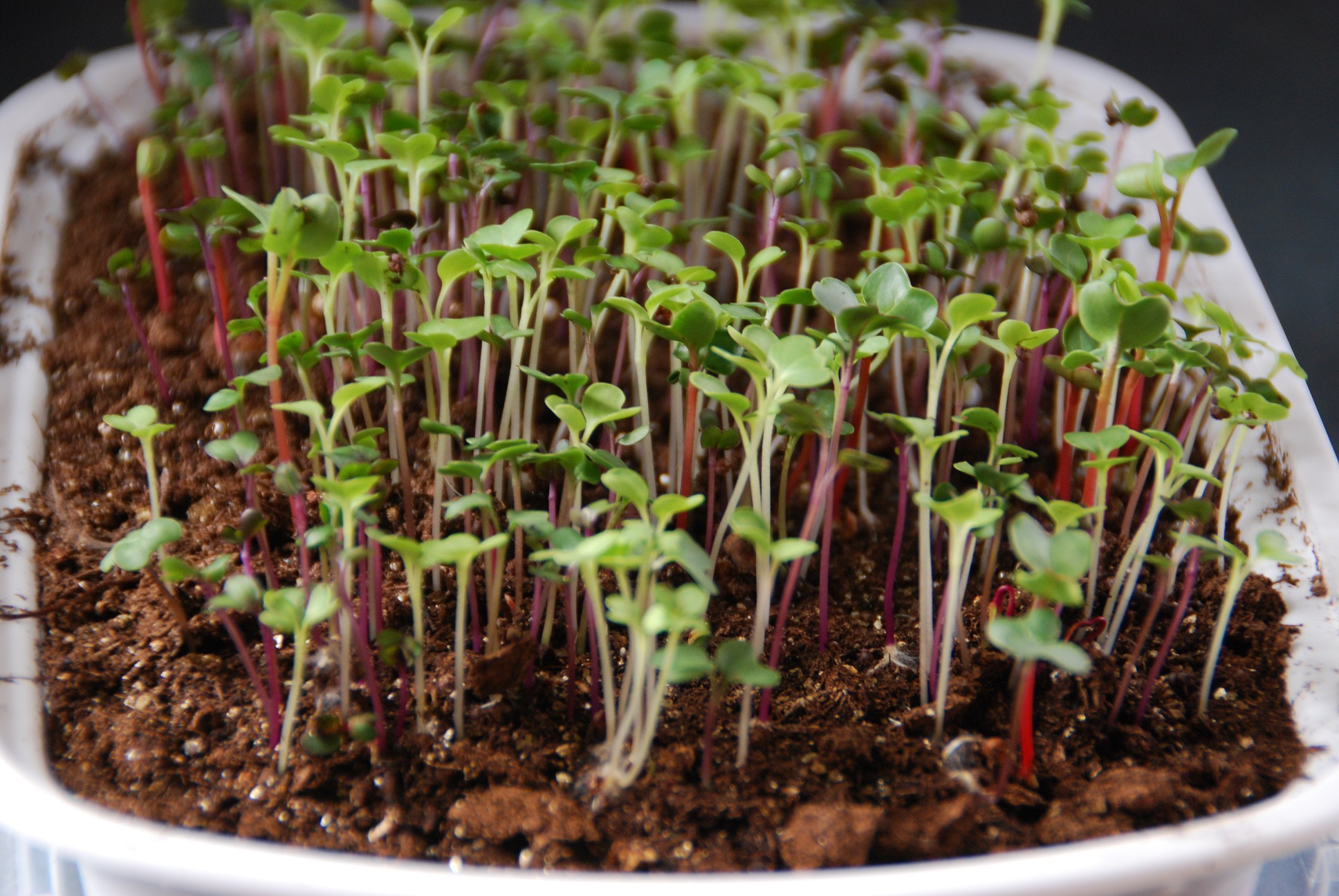 Micro-greens growing indoors
