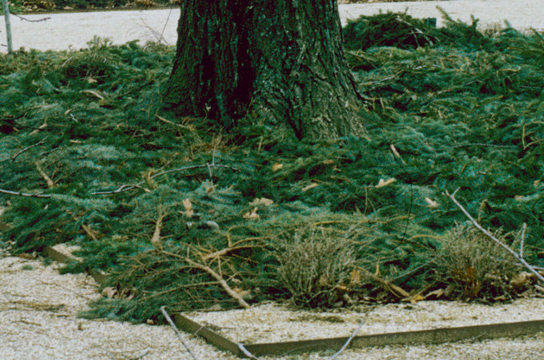 recycled Christmas tree branches as mulch