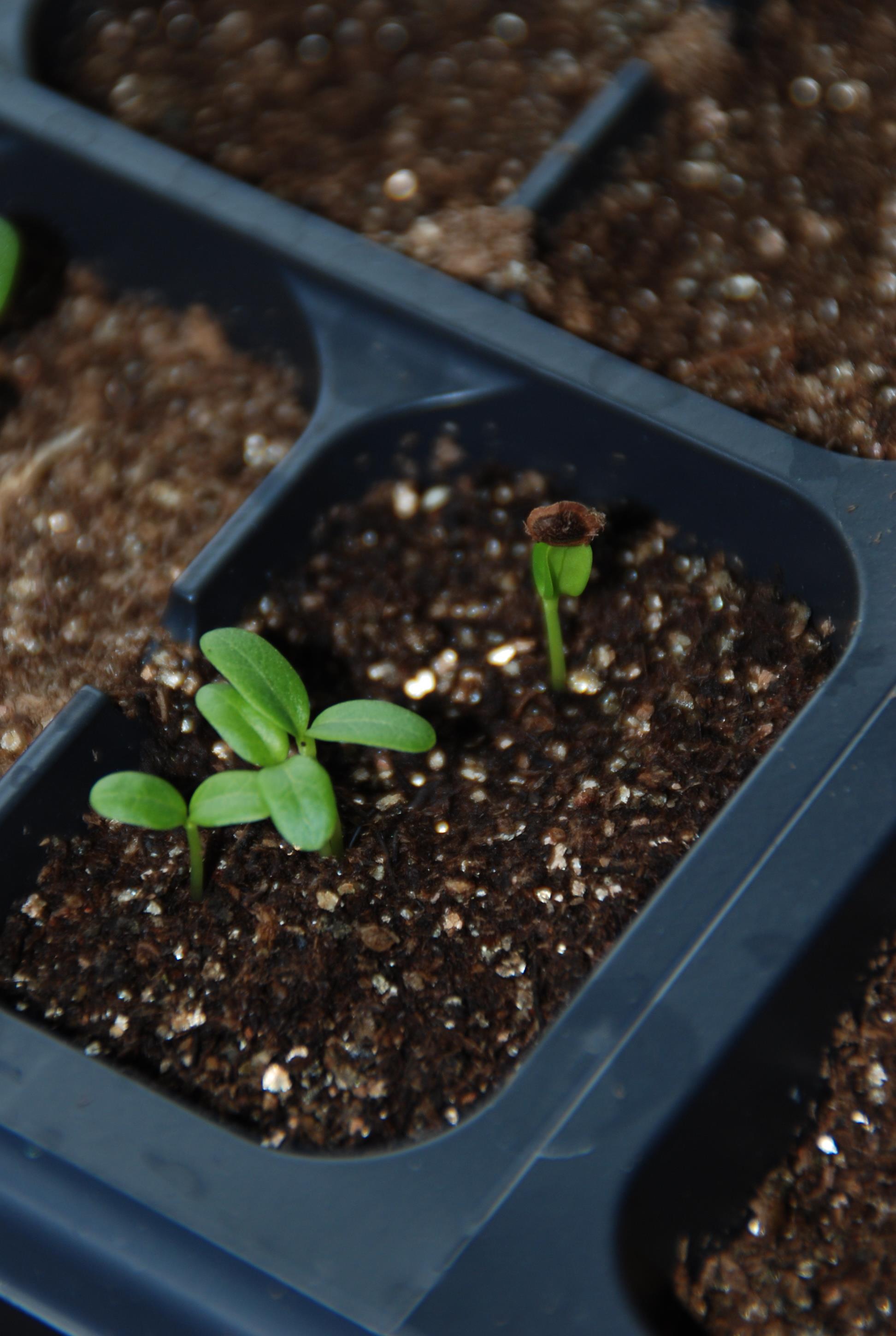 seedlings started indoors