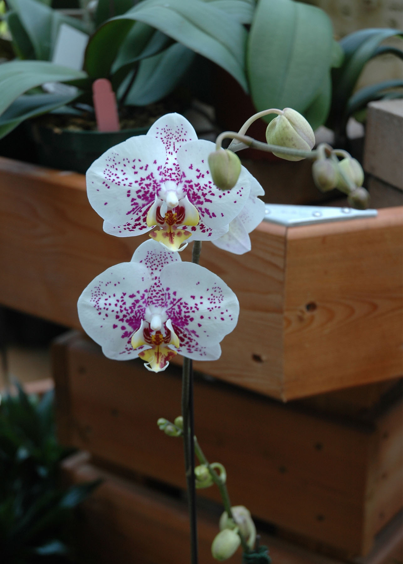 Phalaeonopsis orchid growing indoors