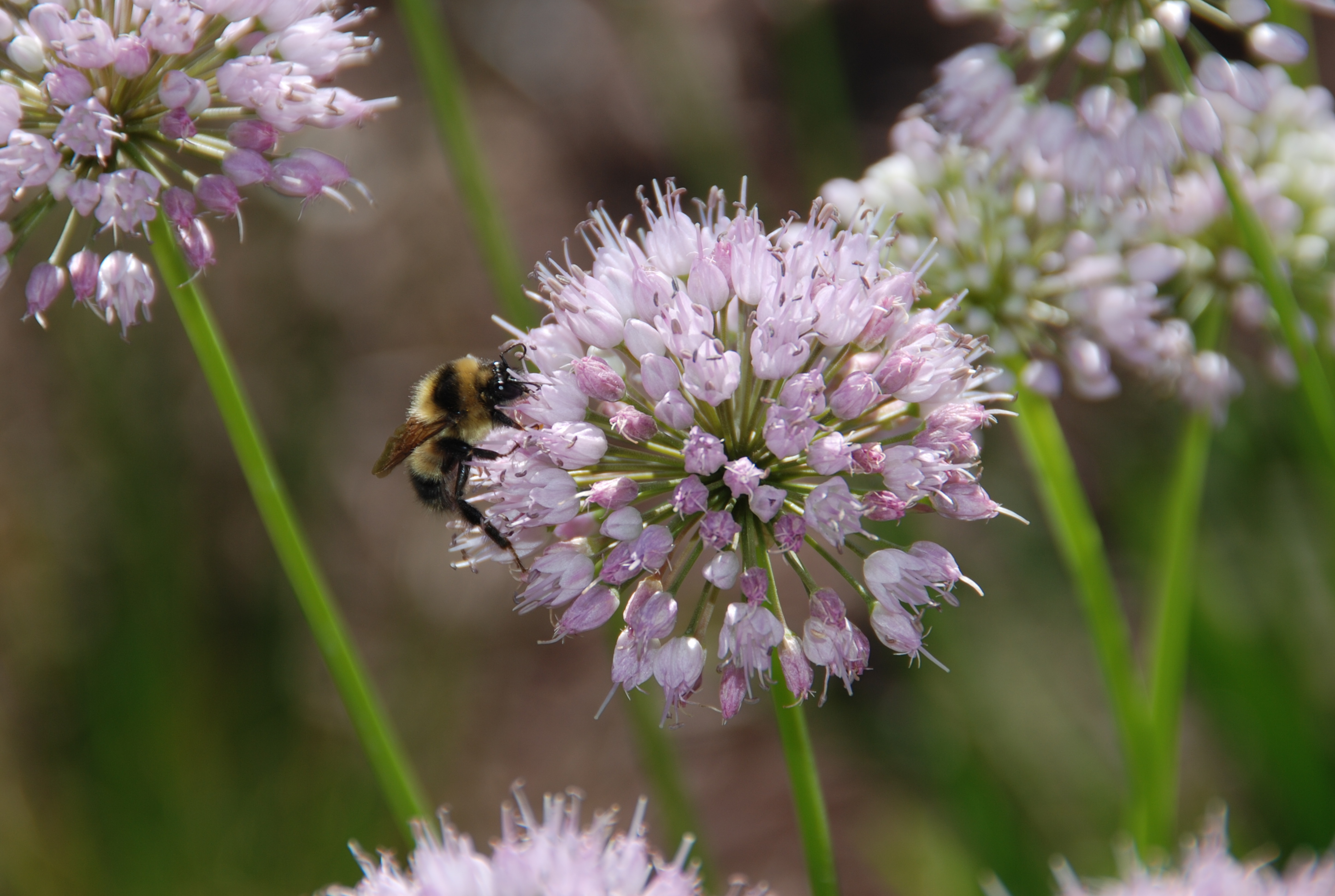 Bee on allium flower