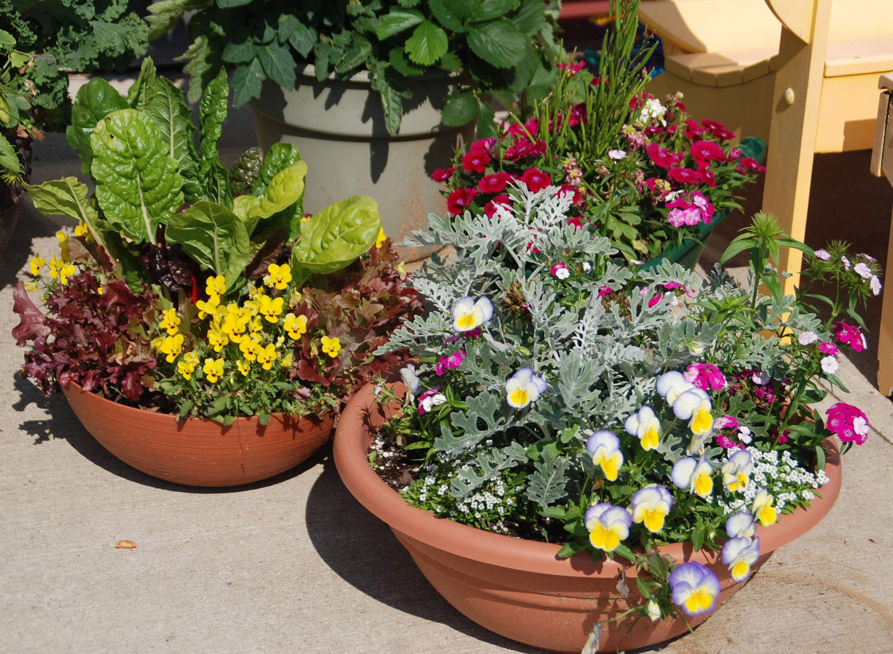 spring plants in containers