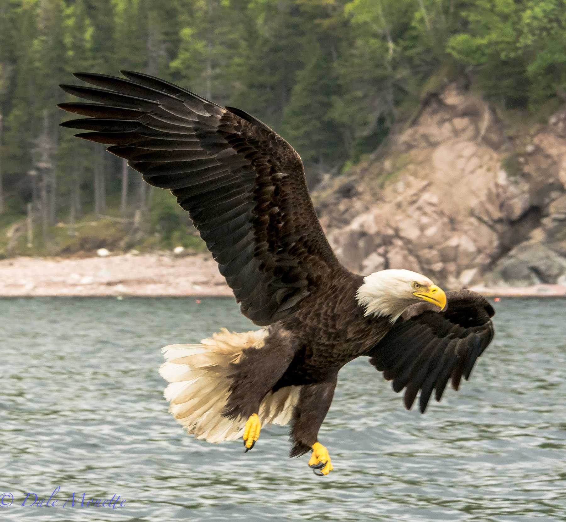 Bald Eagle wildlife presentation