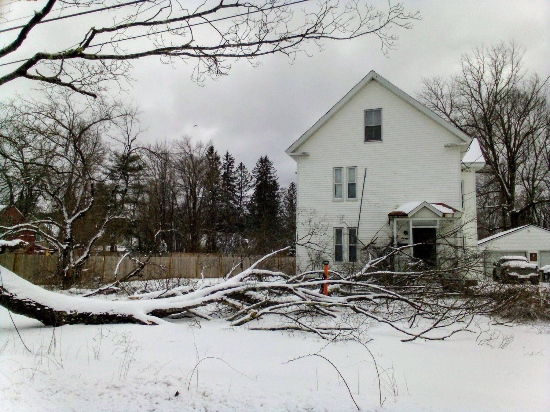 Tree down in April 4 storm