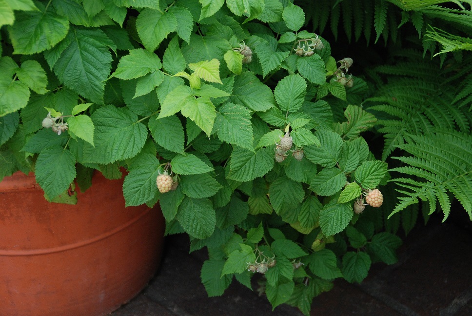 Raspberries growing in containers