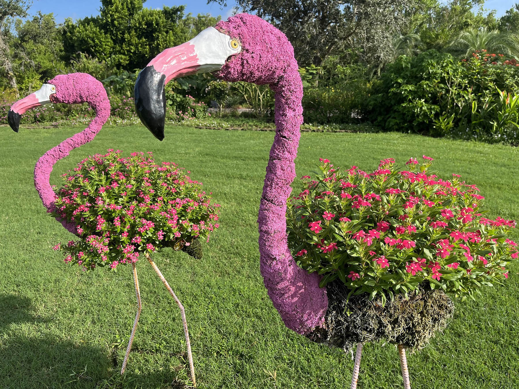 Soiree vincas in flamingo planter
