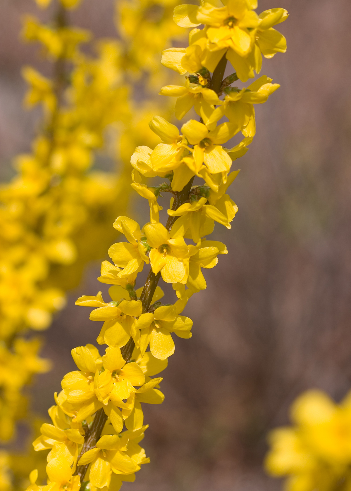 Flowering forsythia branch