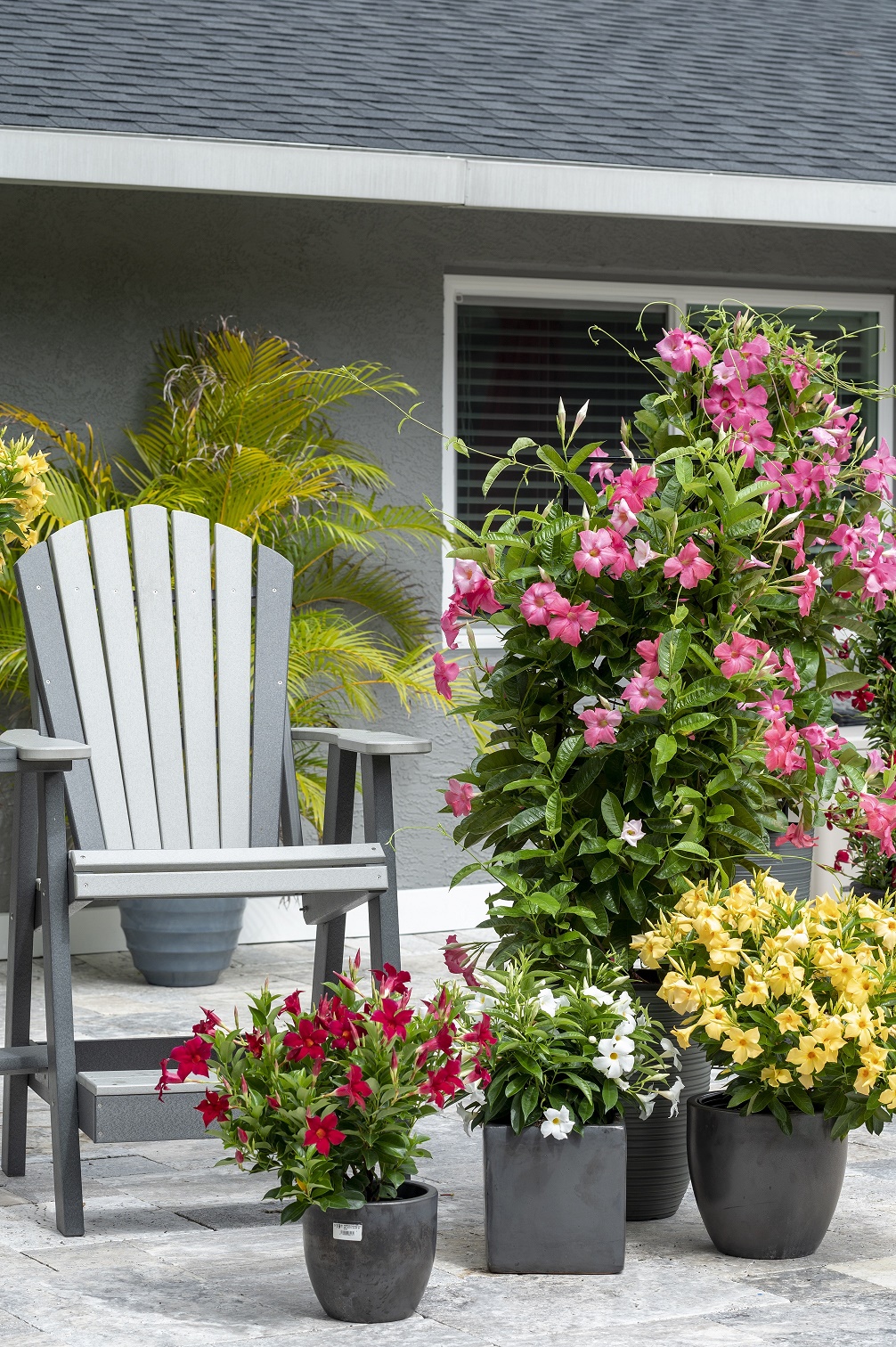 Mandevillas in flower