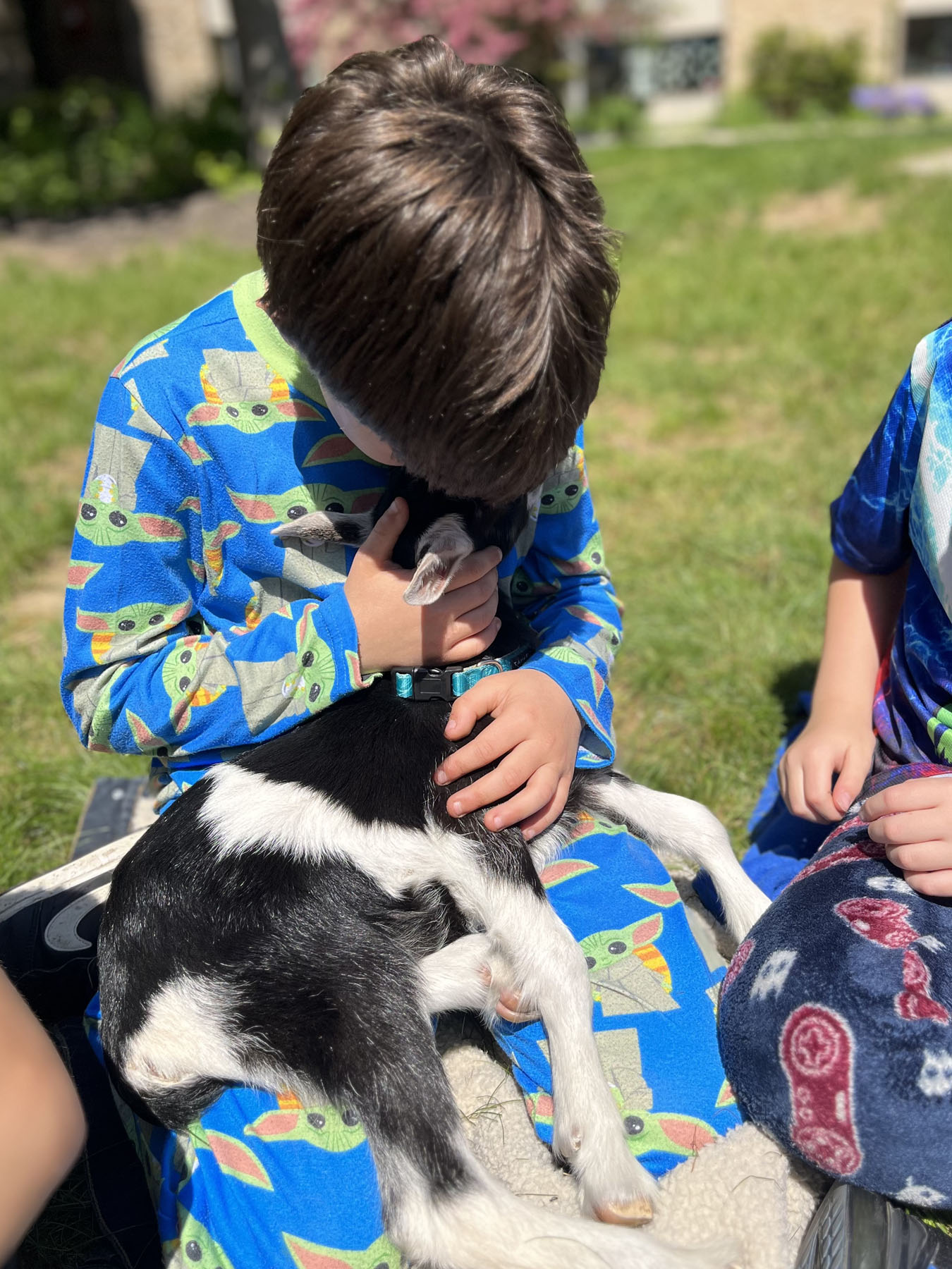 baby goats visit Memorial School