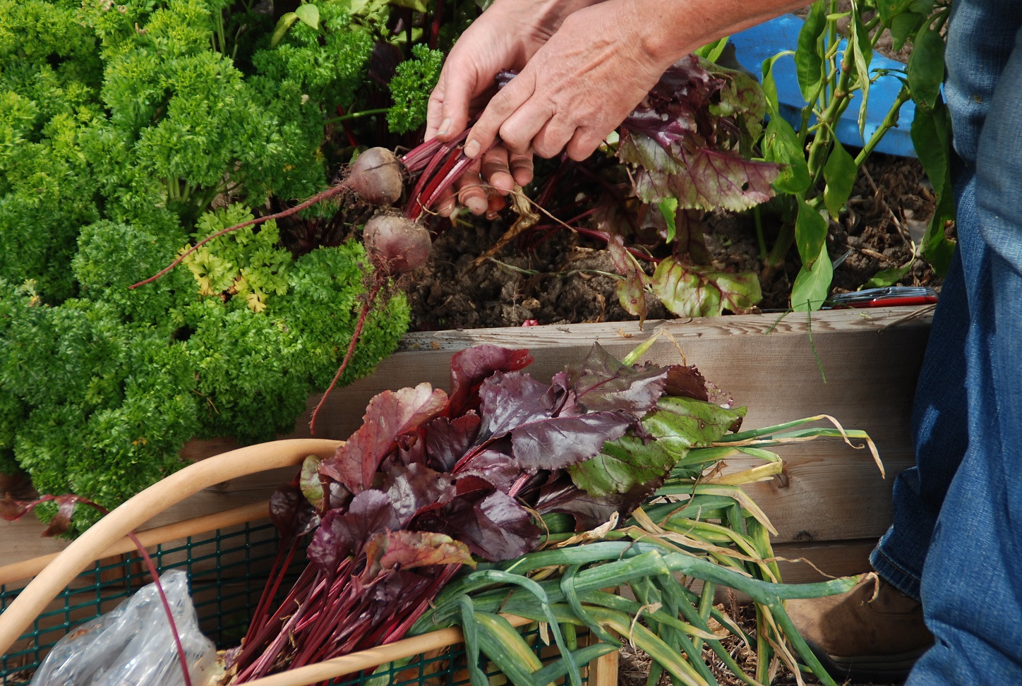 harvesting beets