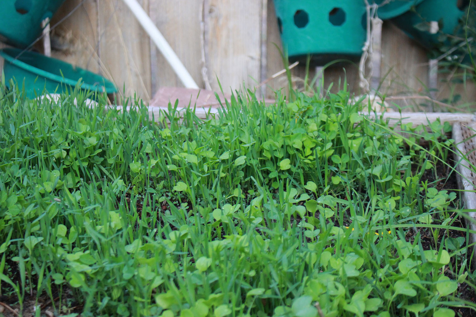 cover crops helping a garden