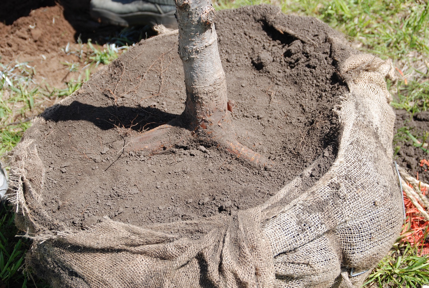 root flare on a tree