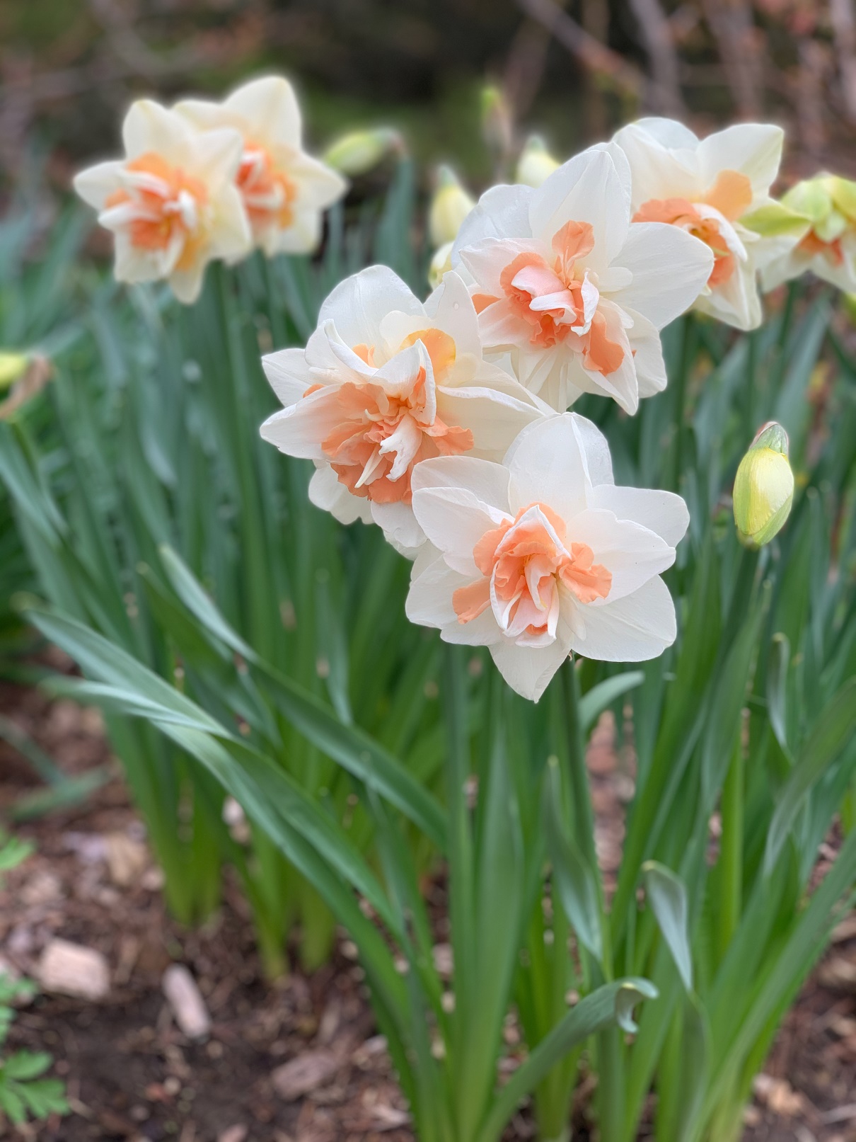 Delnashaugh daffodils
