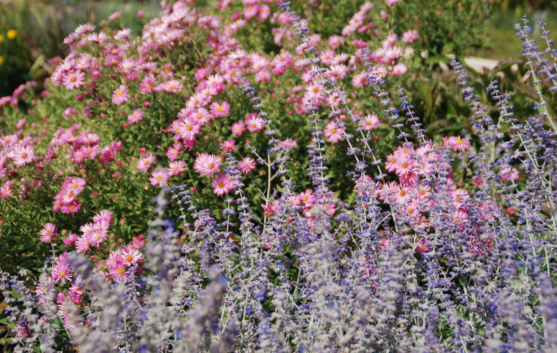 Honeysong pink asters