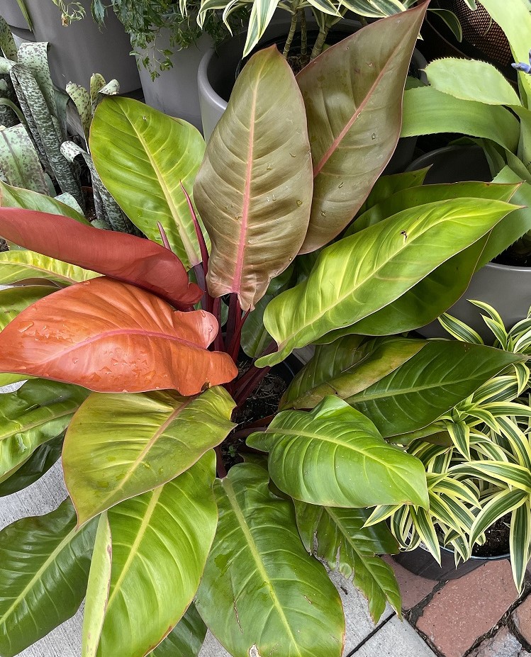 Philodendron plant