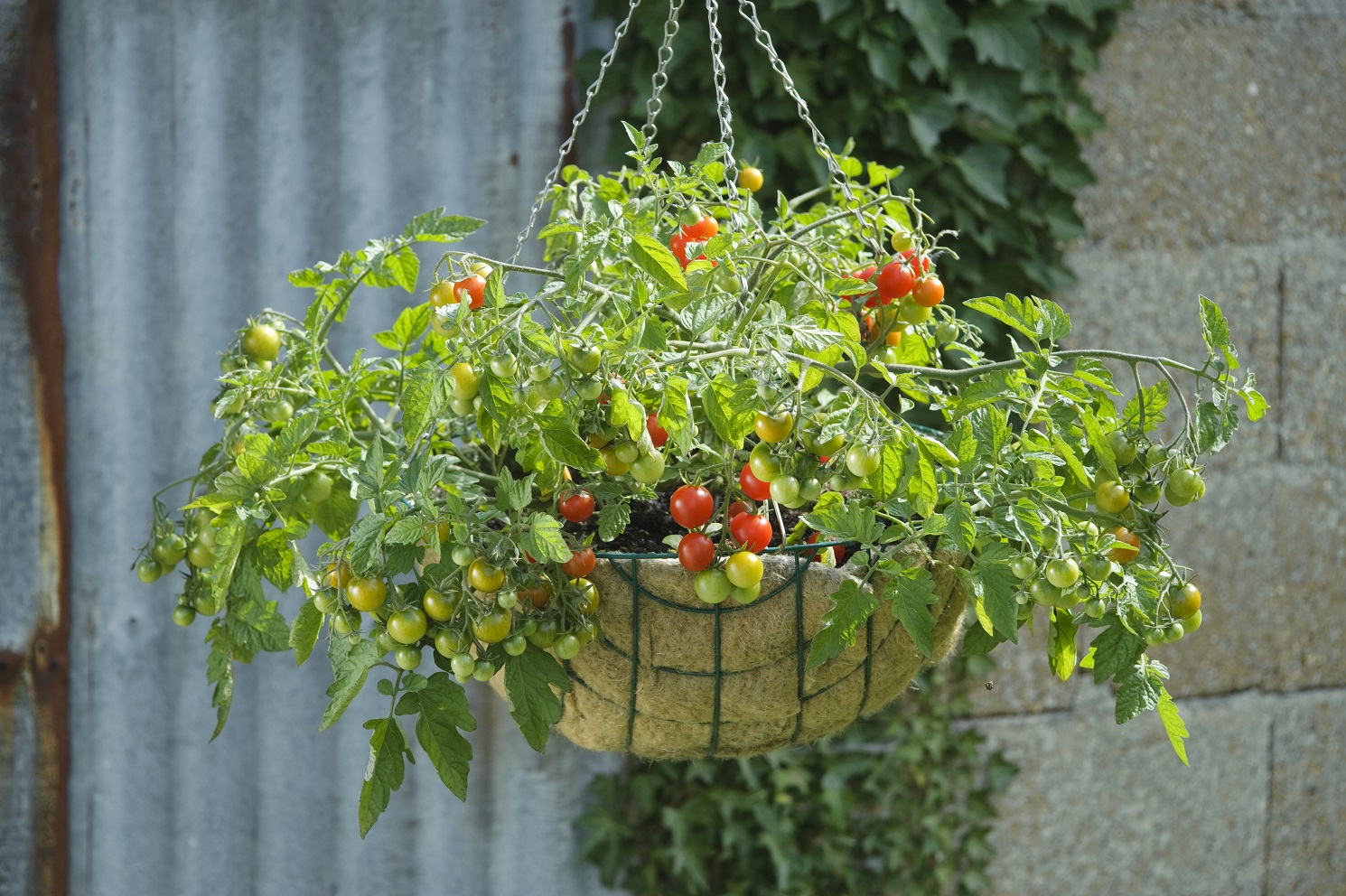grow tomatoes in hanging baskets
