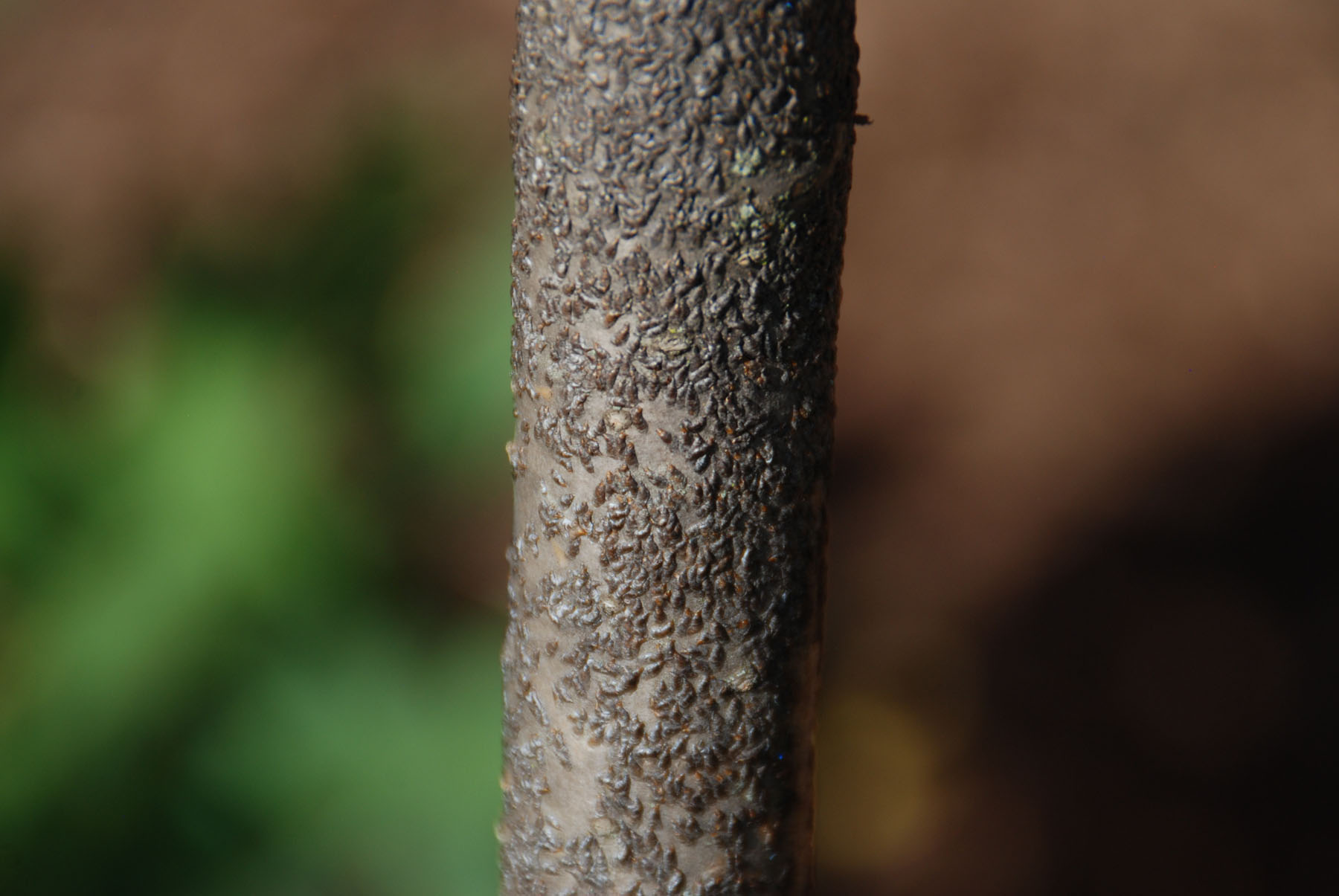 Scale pests on lilac