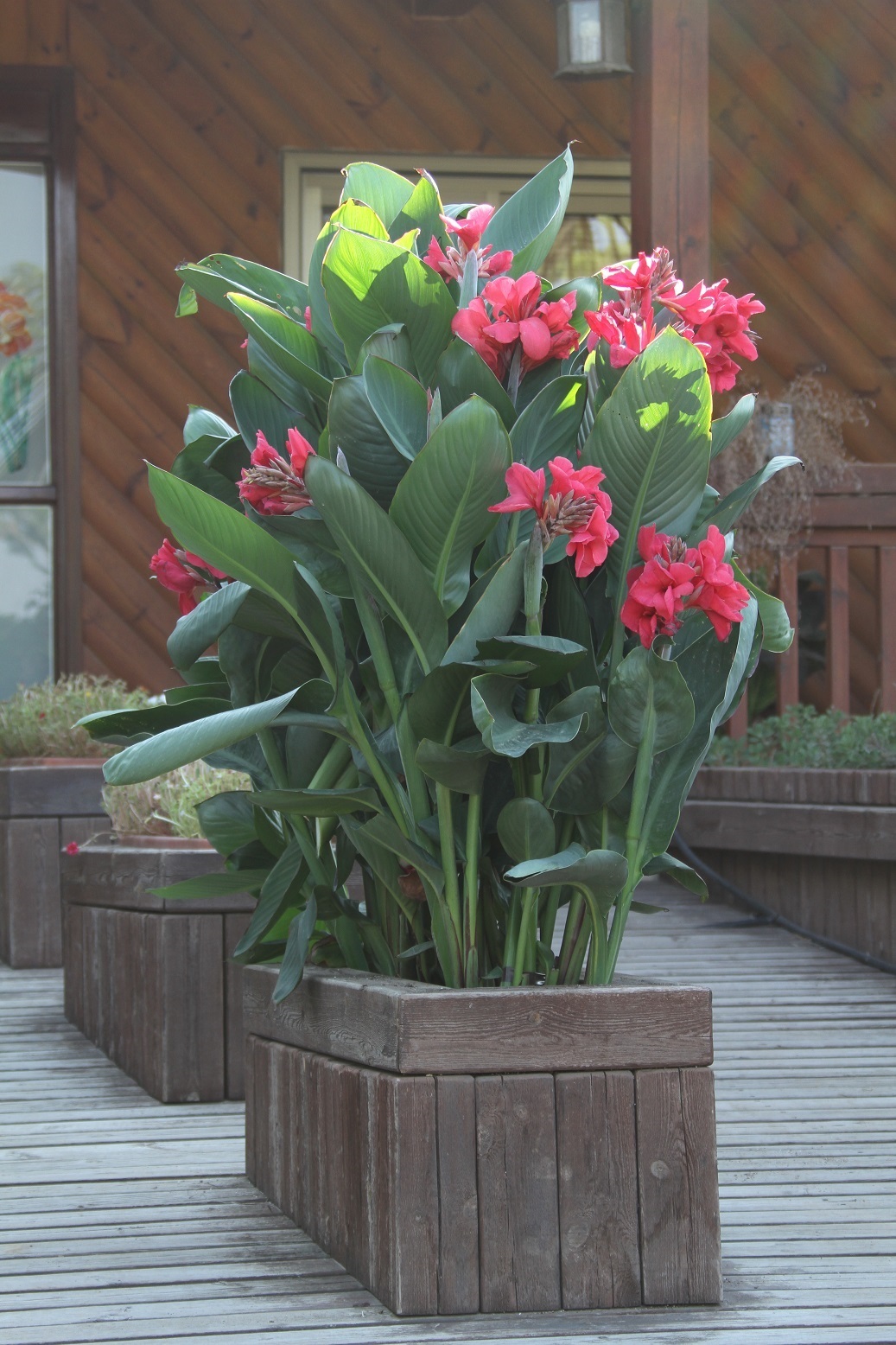 Canna Rosita flowers