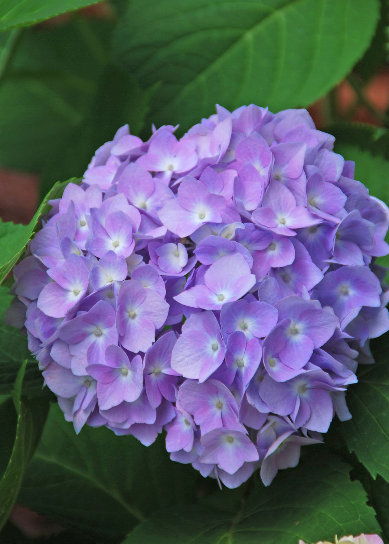 Hydrangea in bloom
