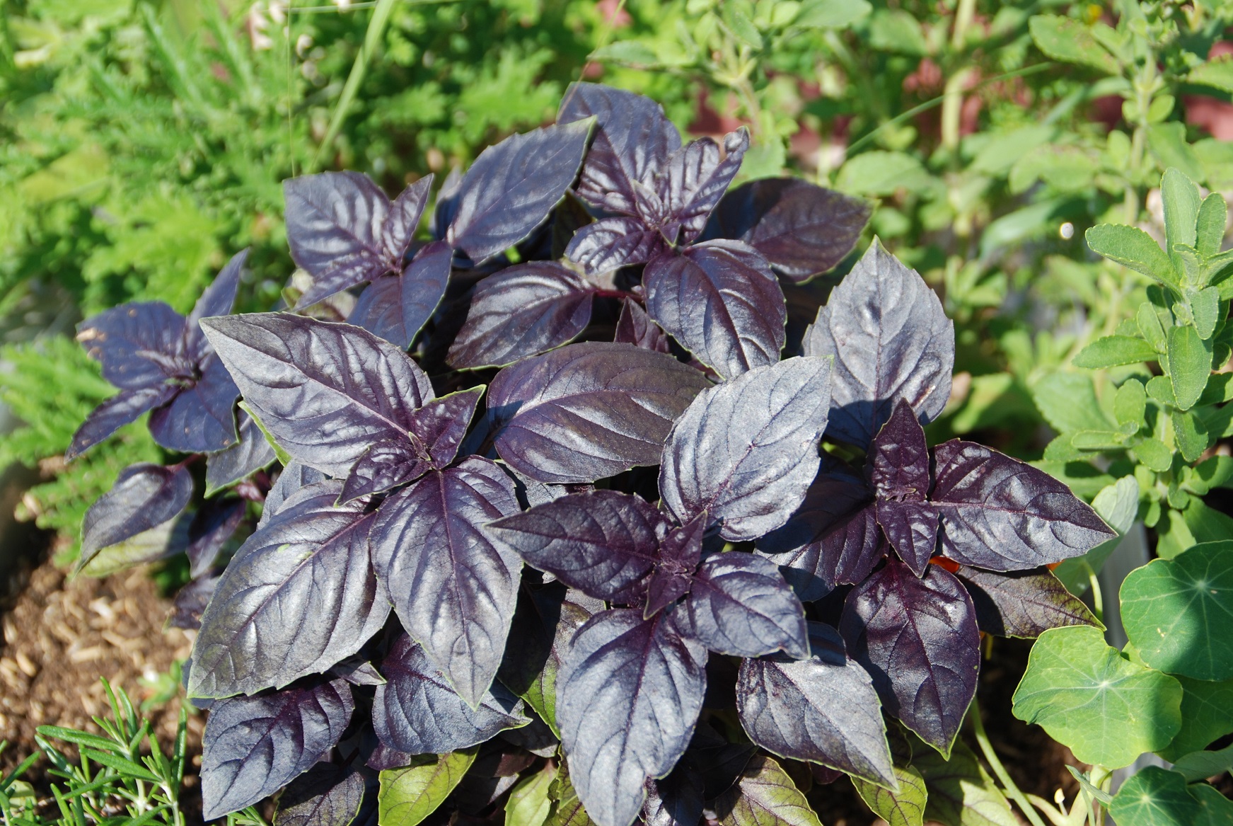 purple basil
