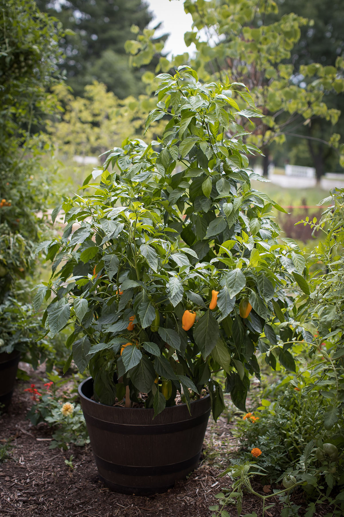 peppers growing in a container