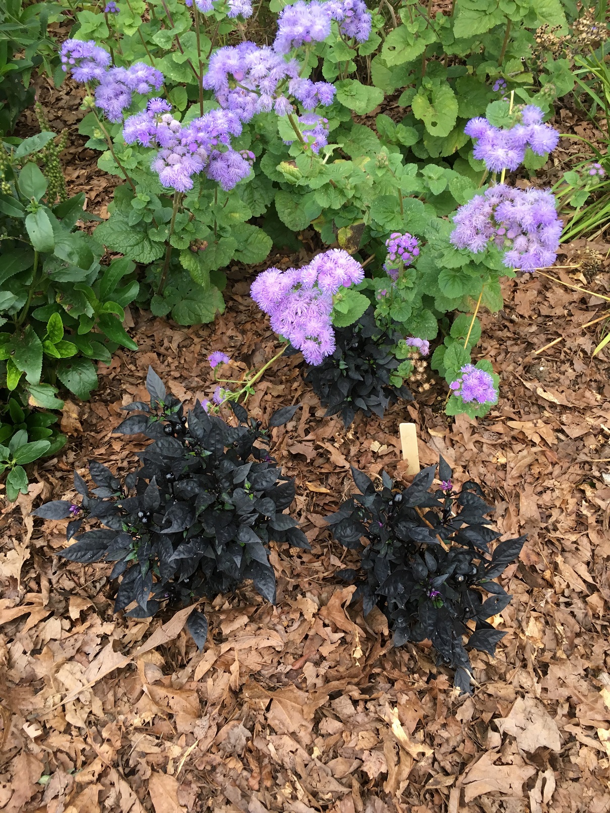 leaf mulch in a garden