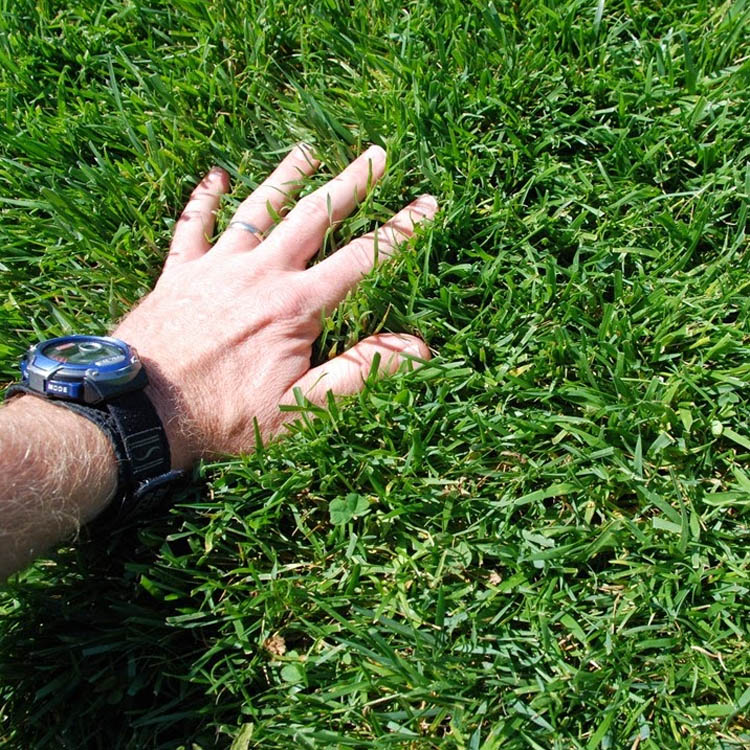 a healthy lawn