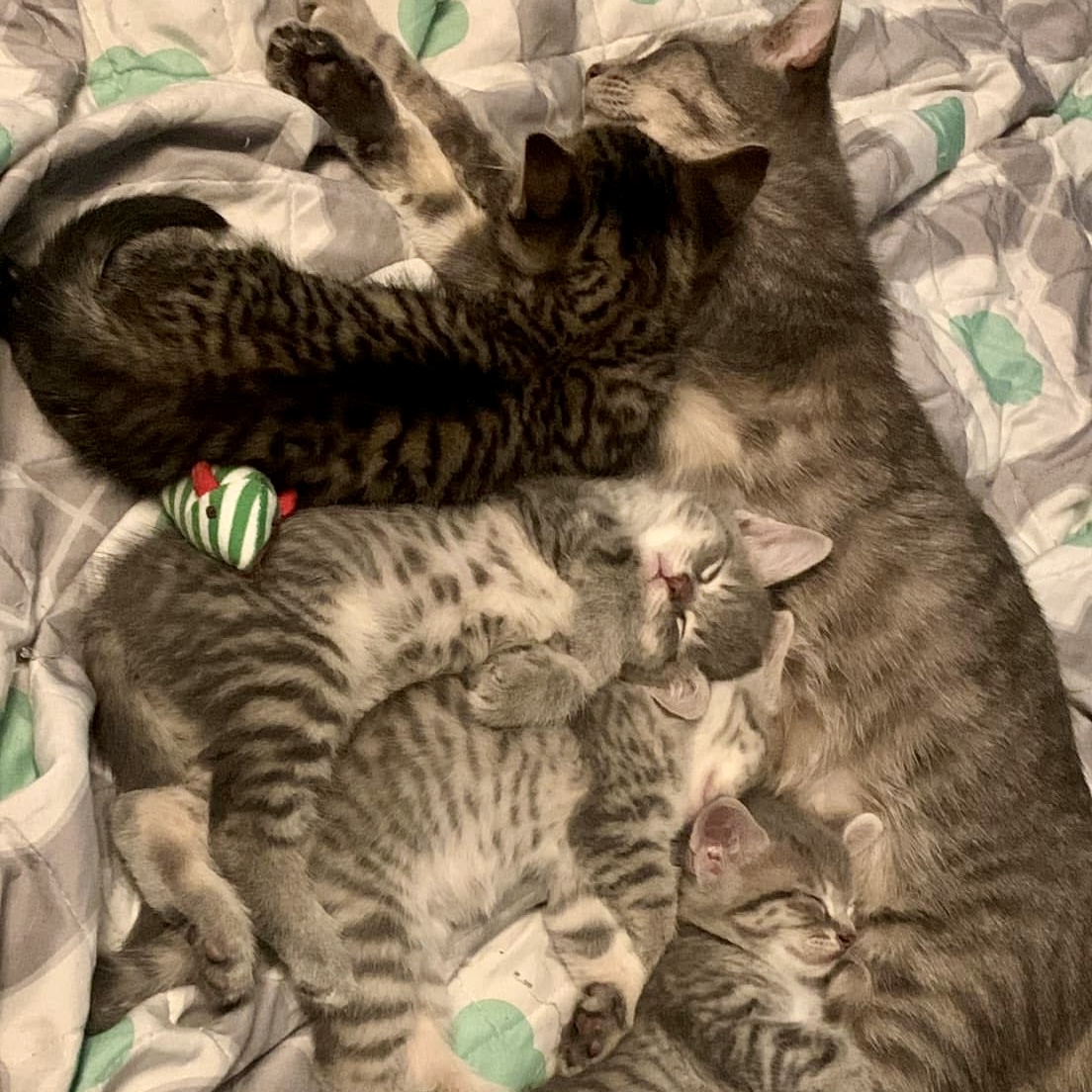 mother cat and kittens