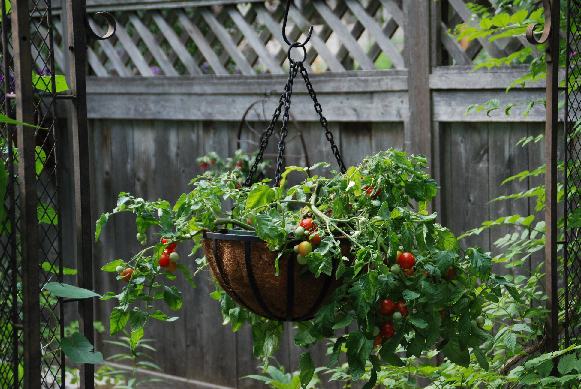 tomato plants in containers