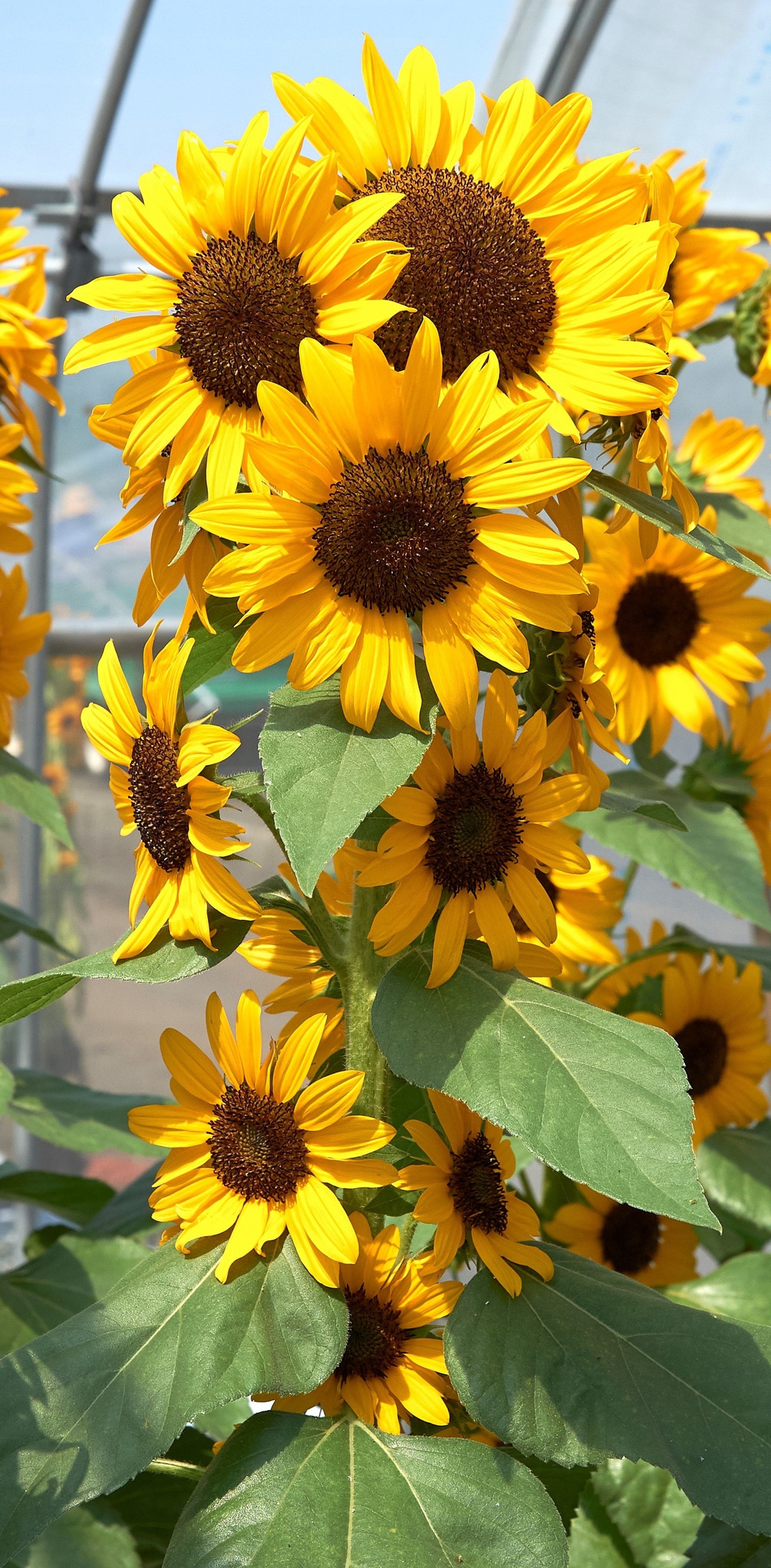 sunflowers