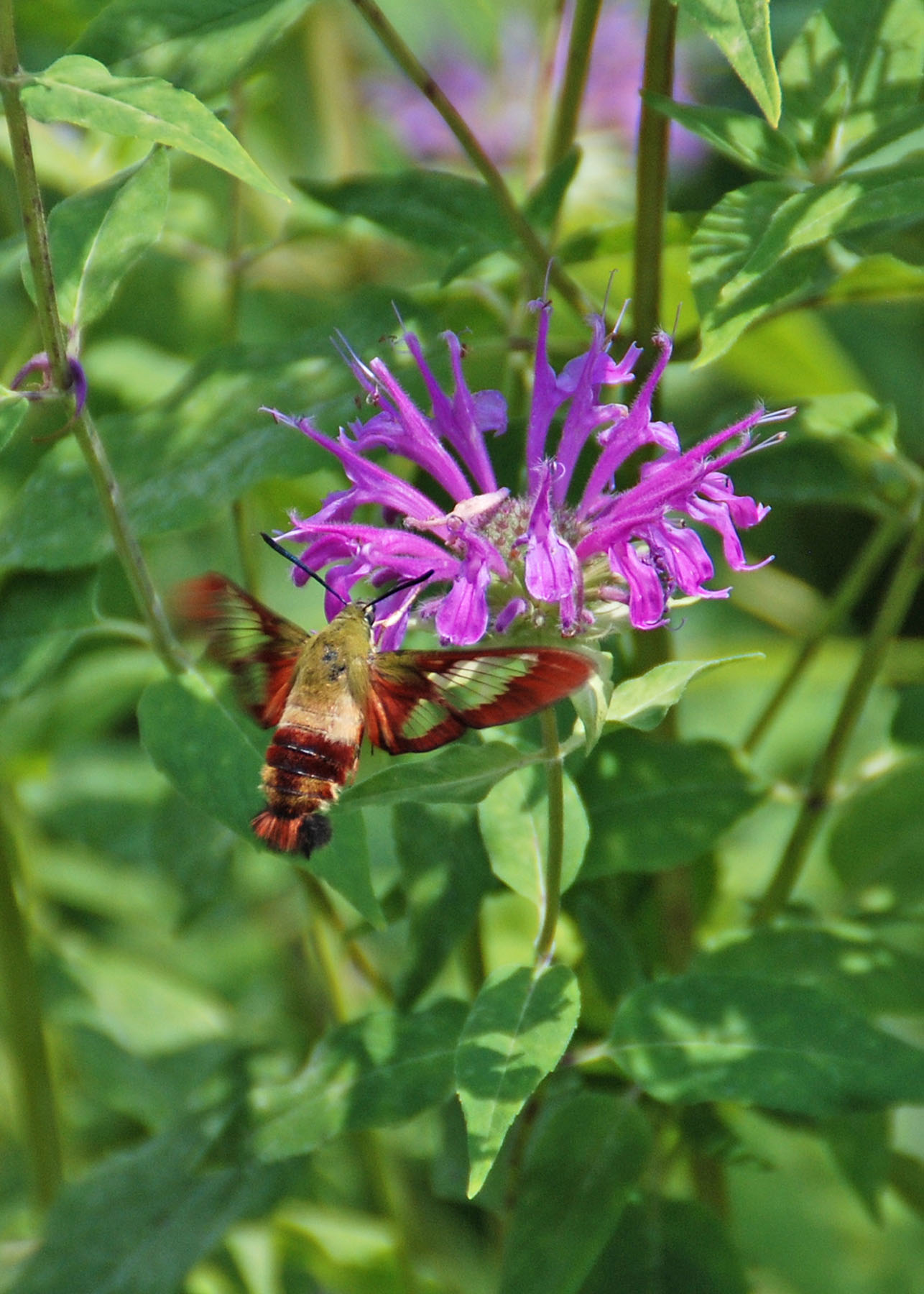 pollinator garden with moth