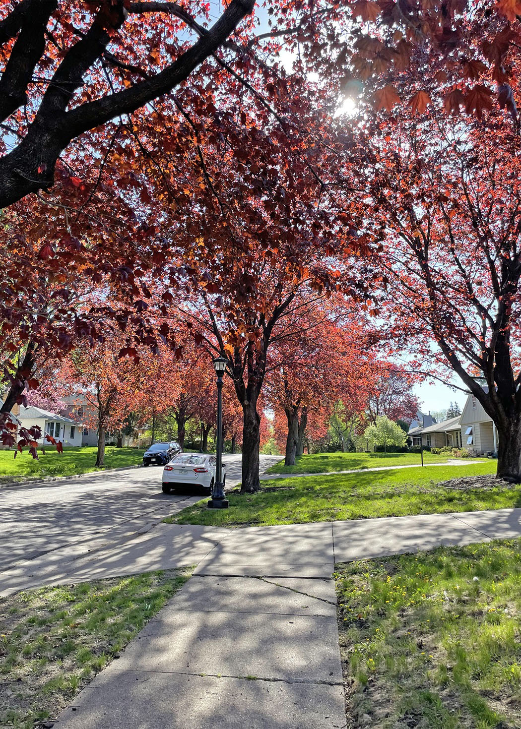 Norway maples
