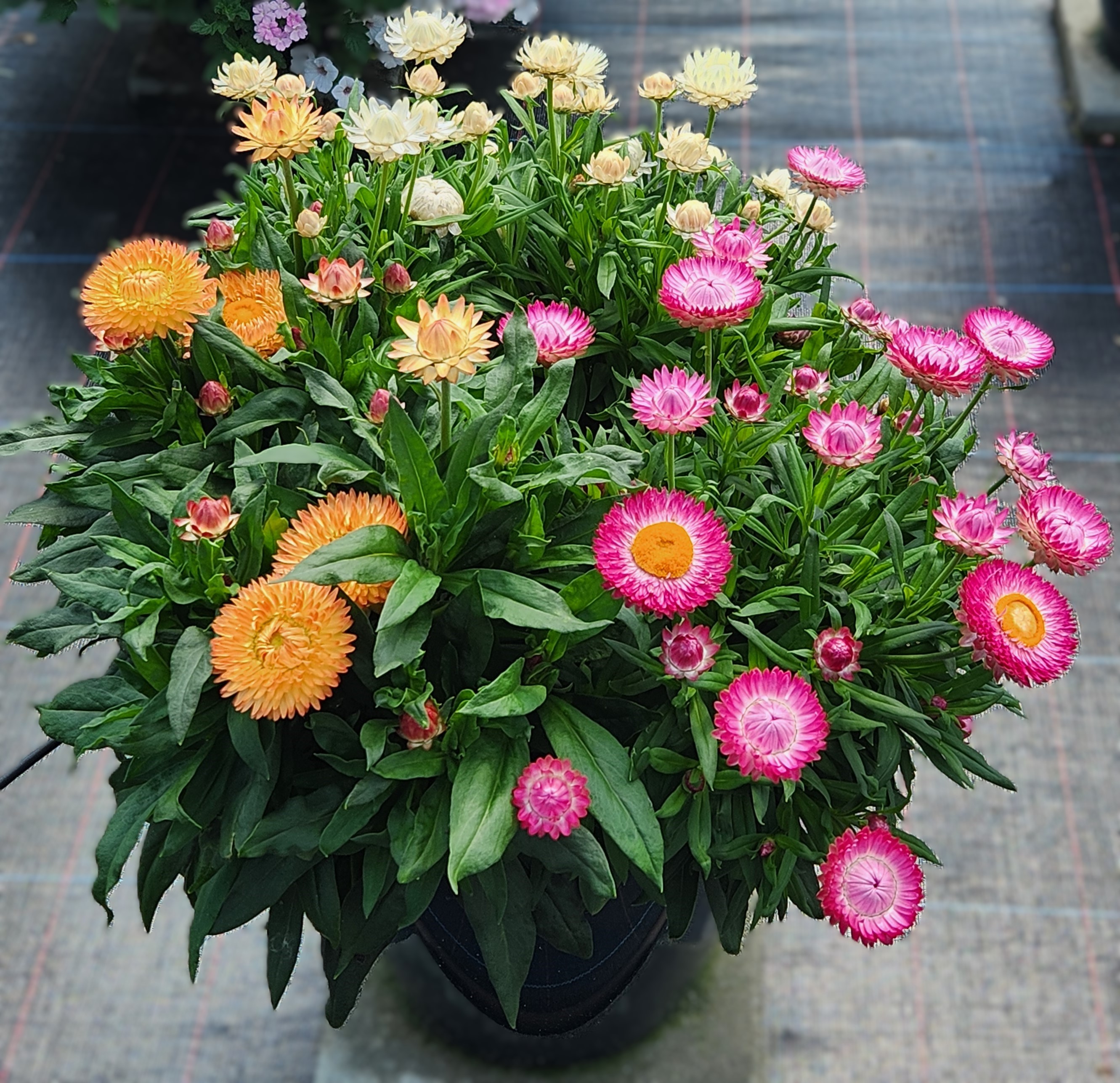 multicolored strawflowers