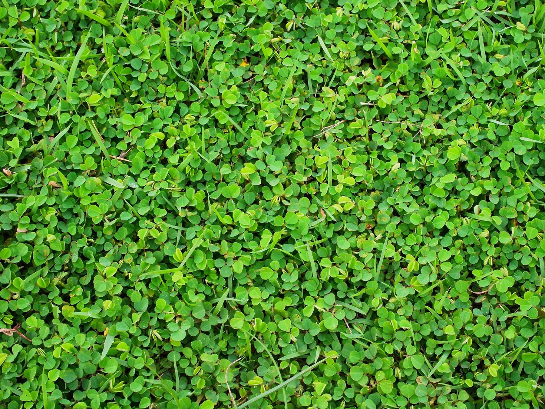 Miniclover for a pollinator lawn