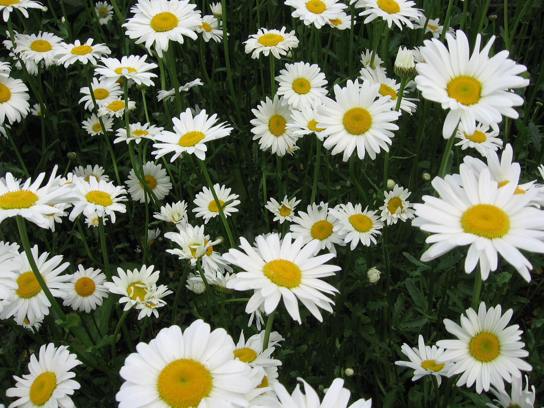 Shasta daisies for a dried arrangement