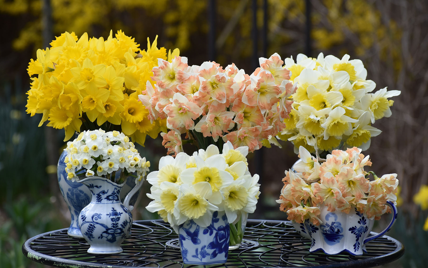 daffodils in different colors