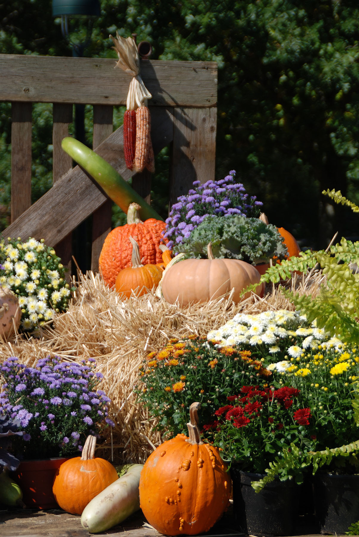 autumn display of garden things
