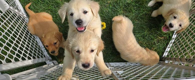 golden retriever puppies