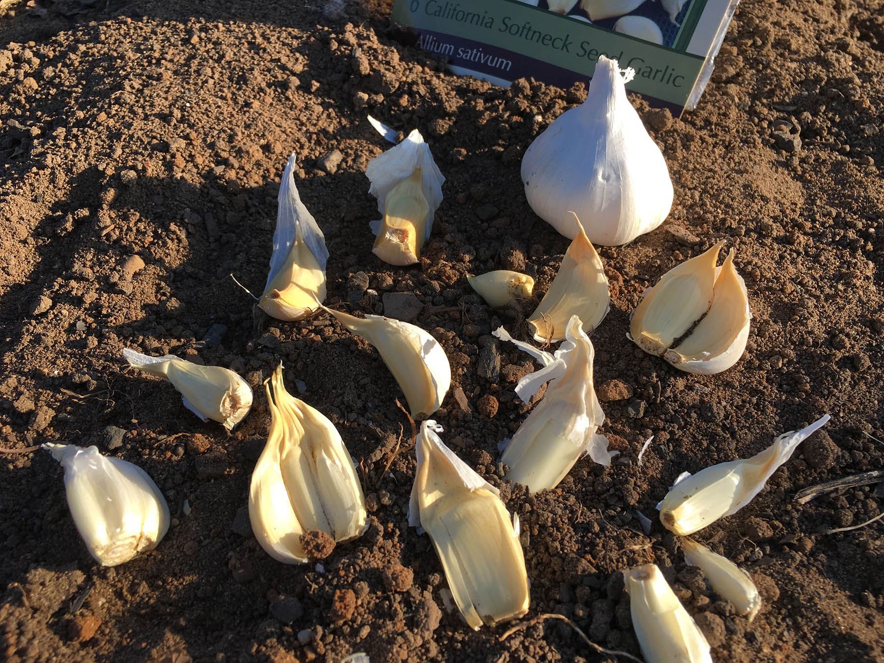 Planting fall garlic