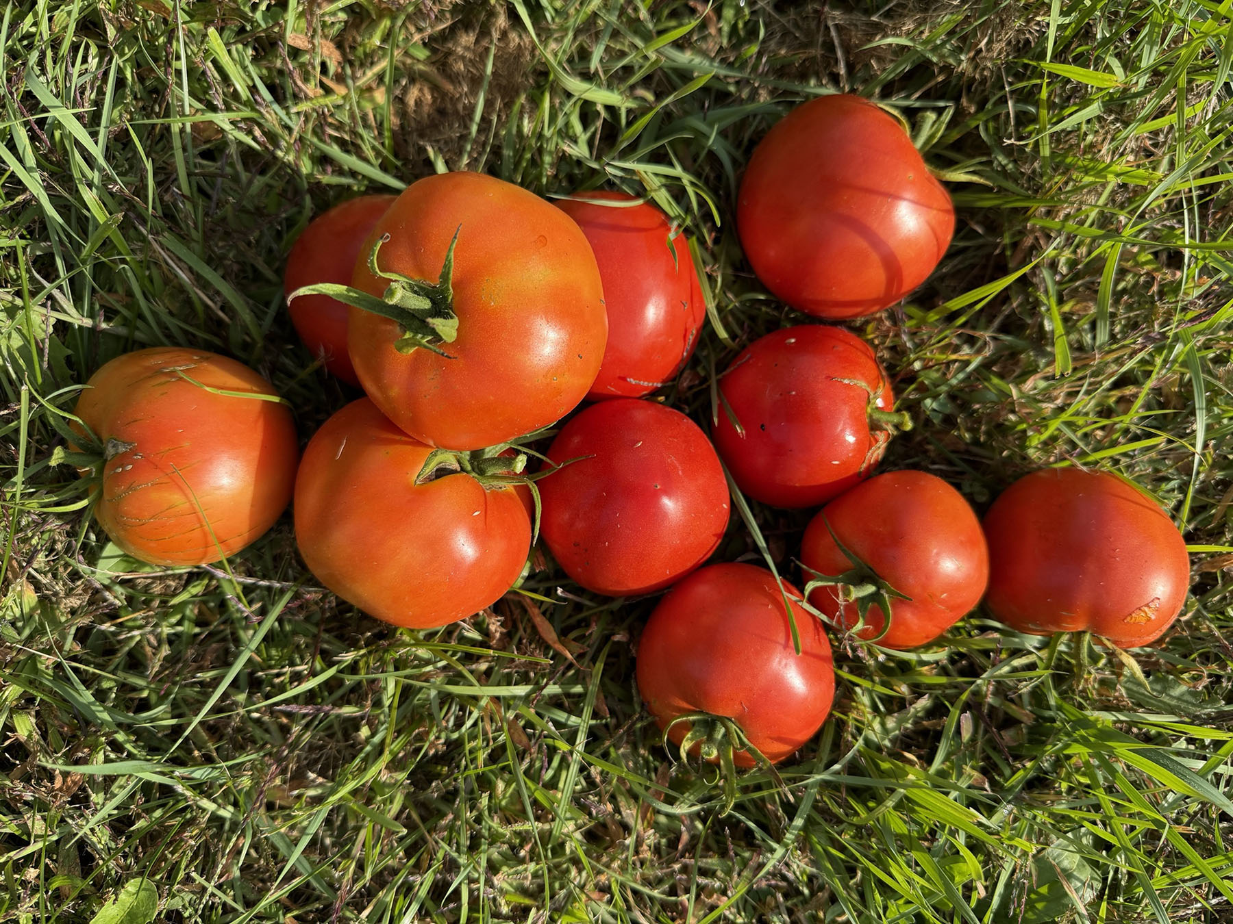 saving heirloom tomato seeds