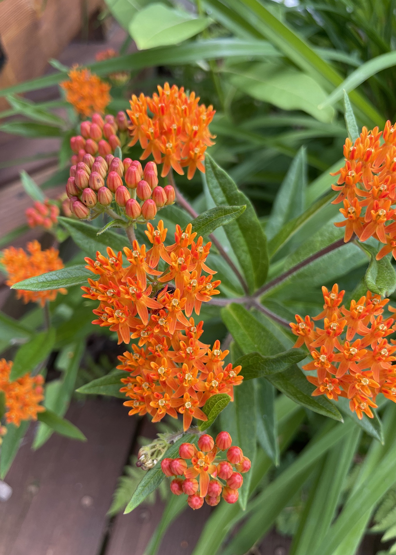 mark late-emerging butterfly weed