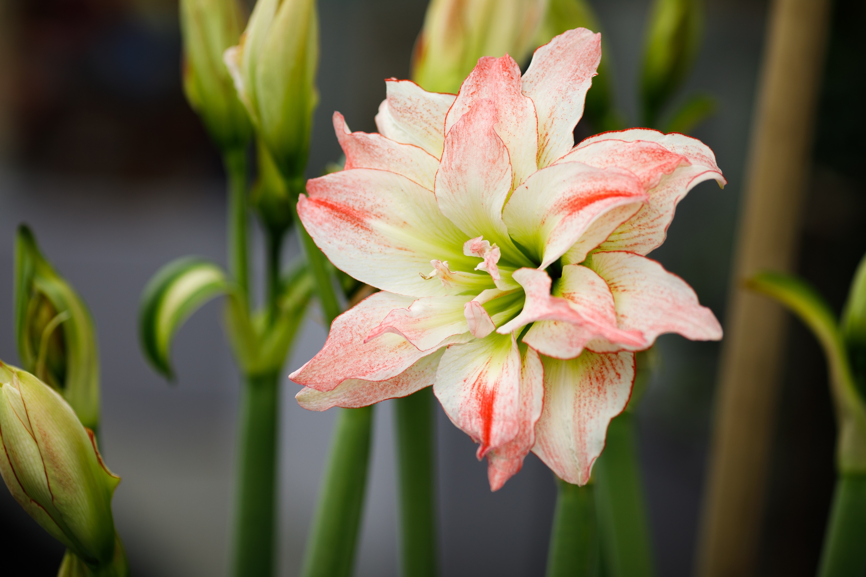 Amaryllis forced bulb