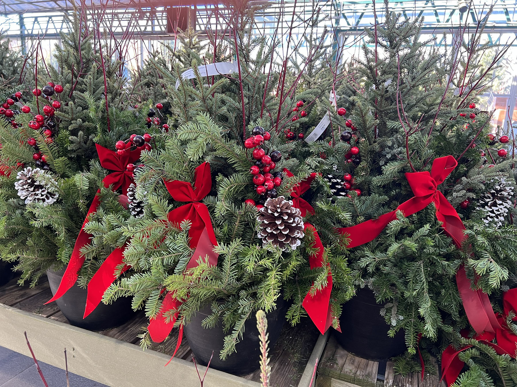 decorative winter greenery containers