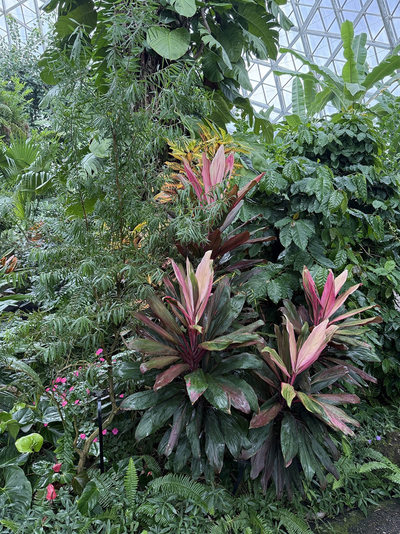 Milwaukee Dones conservatory