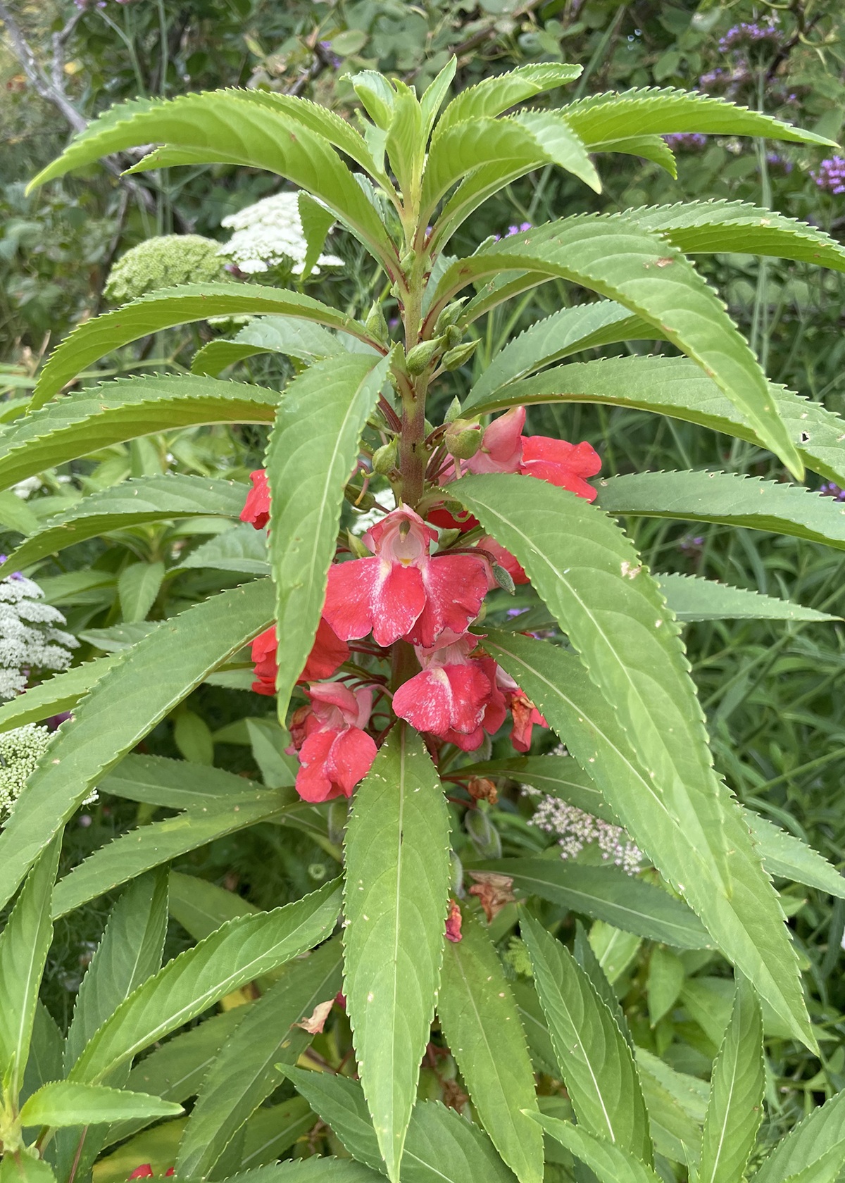 Garden Balsam plants