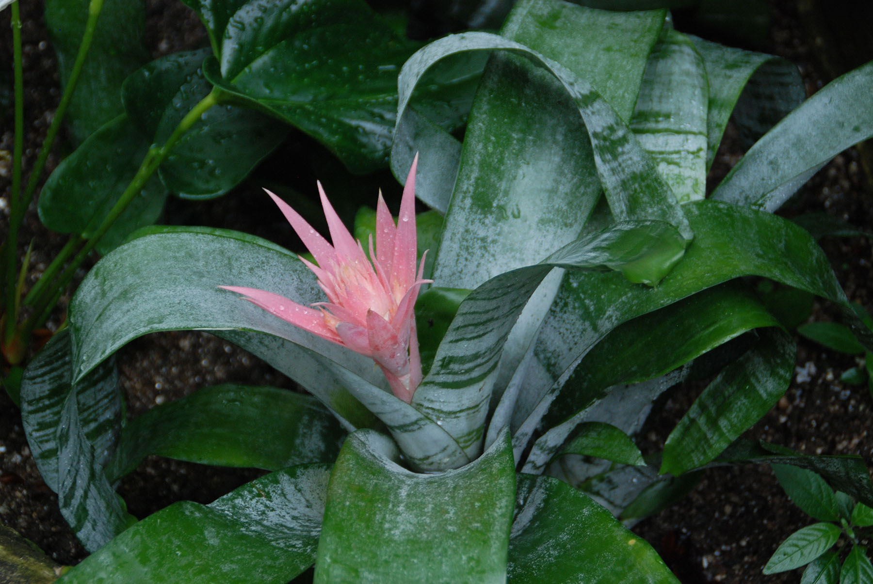 Bromeliad plants