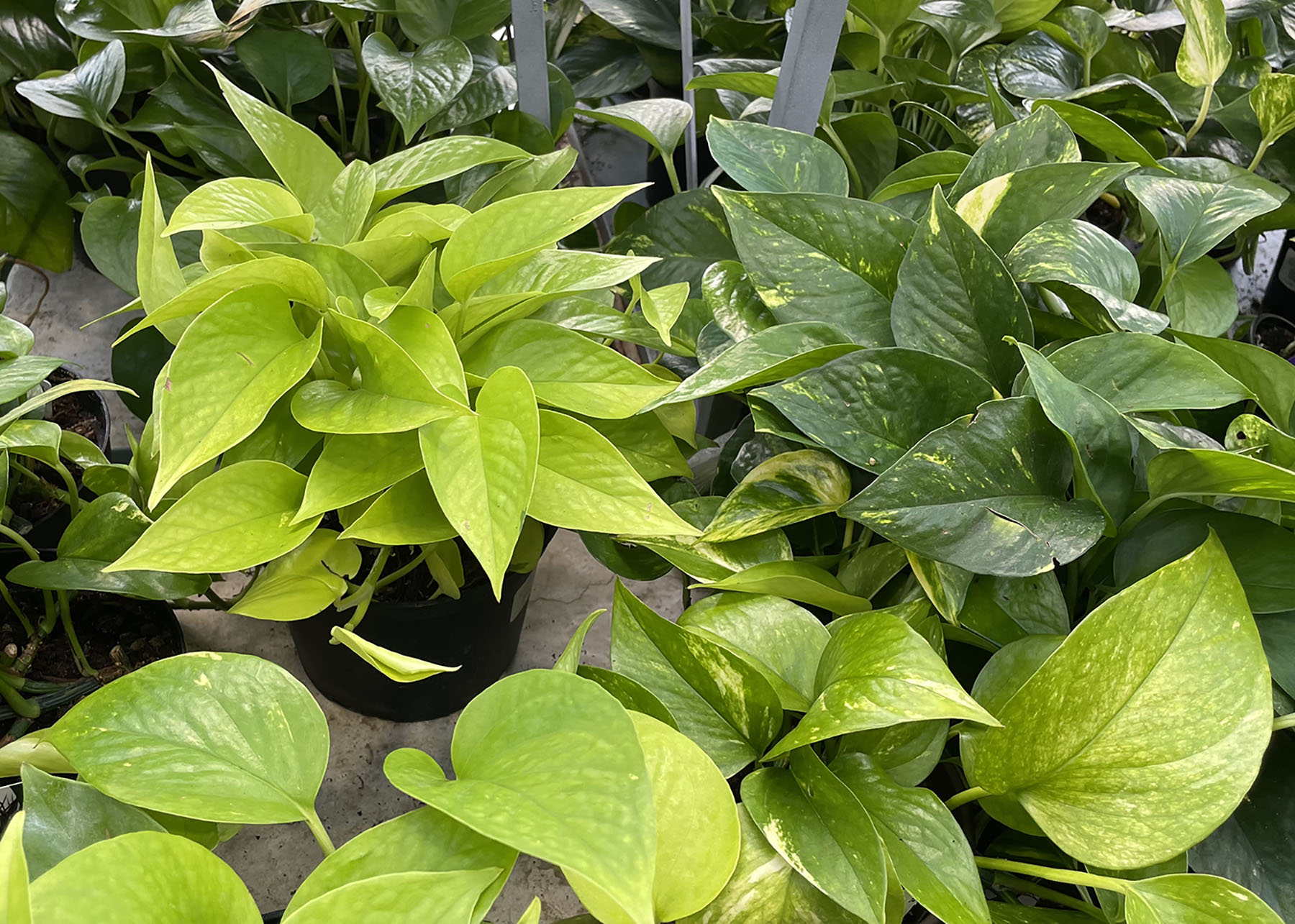 Pothos plants