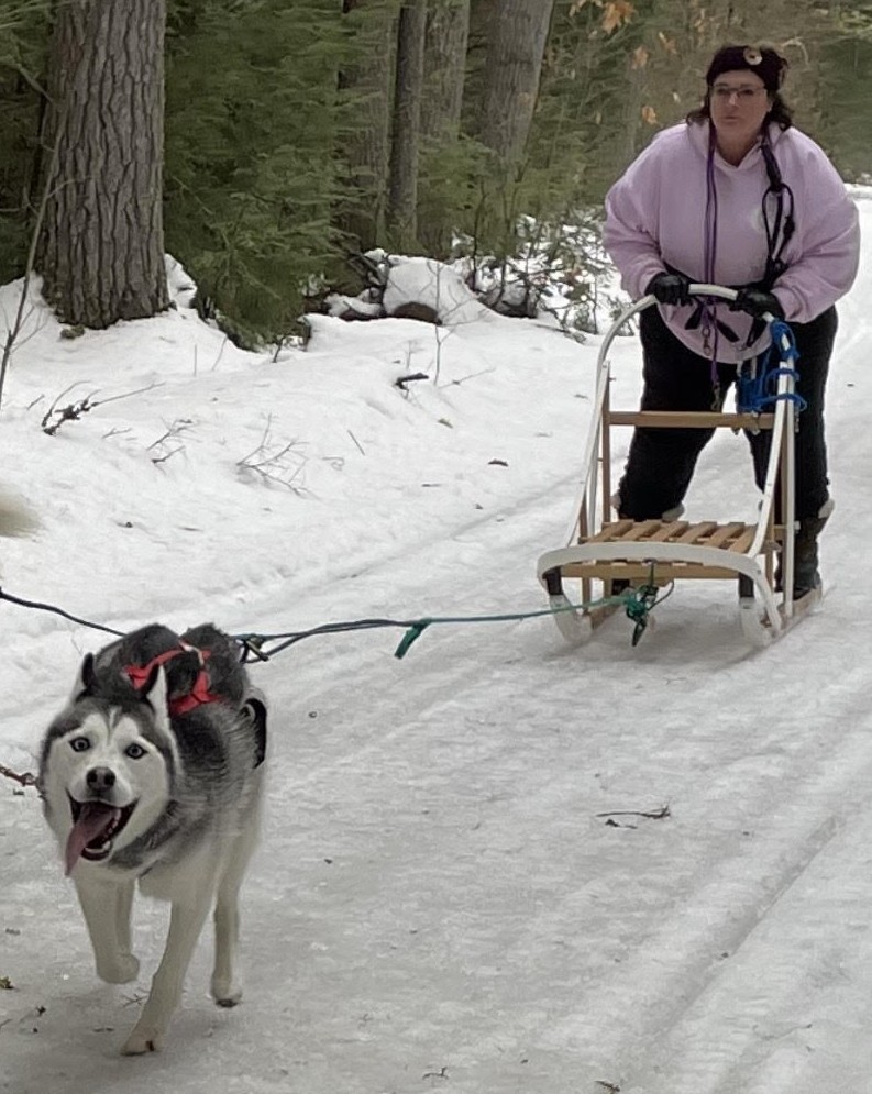 Callie the Sled Dog