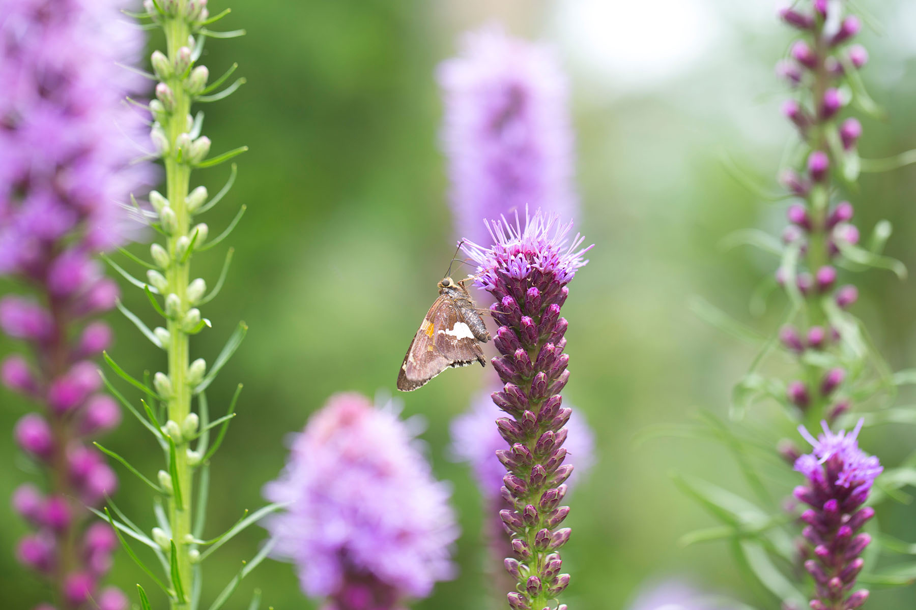 Blazing Star plant for pollinators